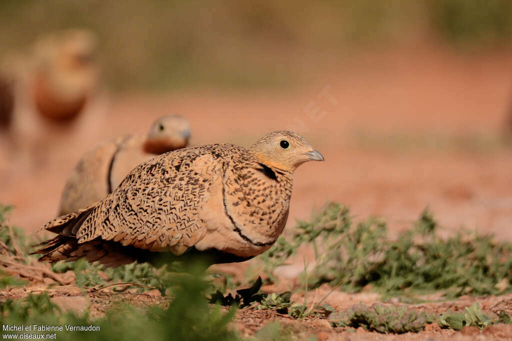 Black-bellied Sandgrouse female adult, identification