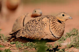 Black-bellied Sandgrouse