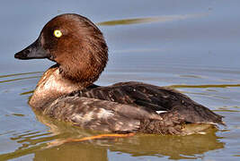 Common Goldeneye