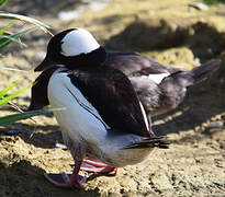 Bufflehead