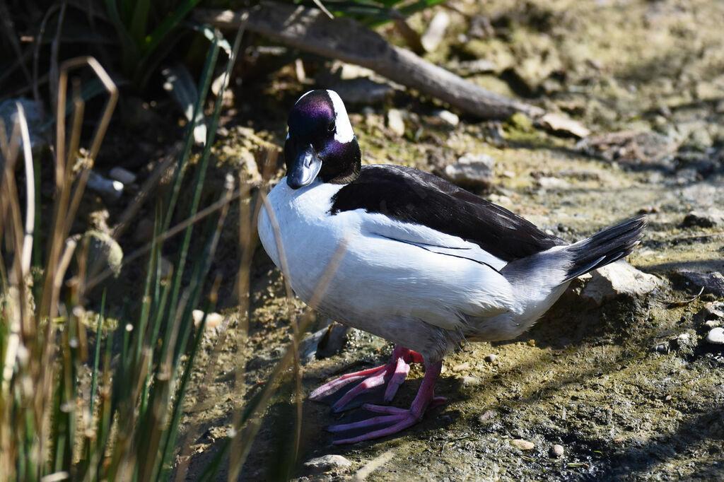 Bufflehead