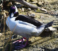 Bufflehead