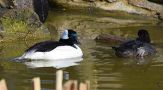 Bufflehead