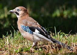 Eurasian Jay