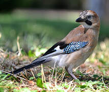 Eurasian Jay