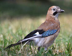 Eurasian Jay