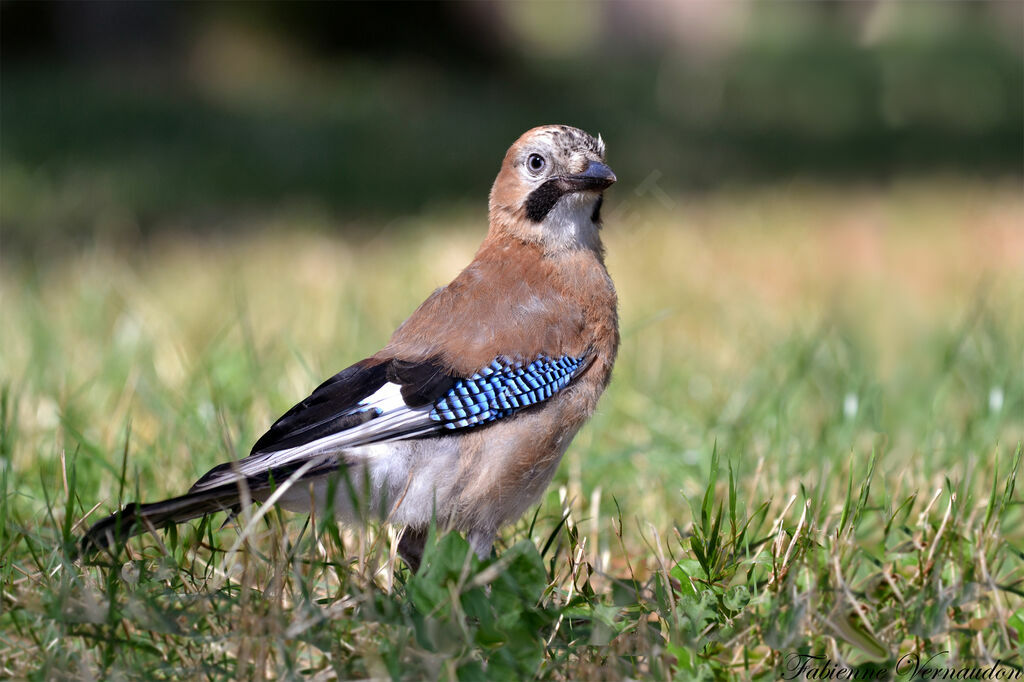 Eurasian Jay