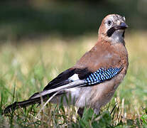 Eurasian Jay