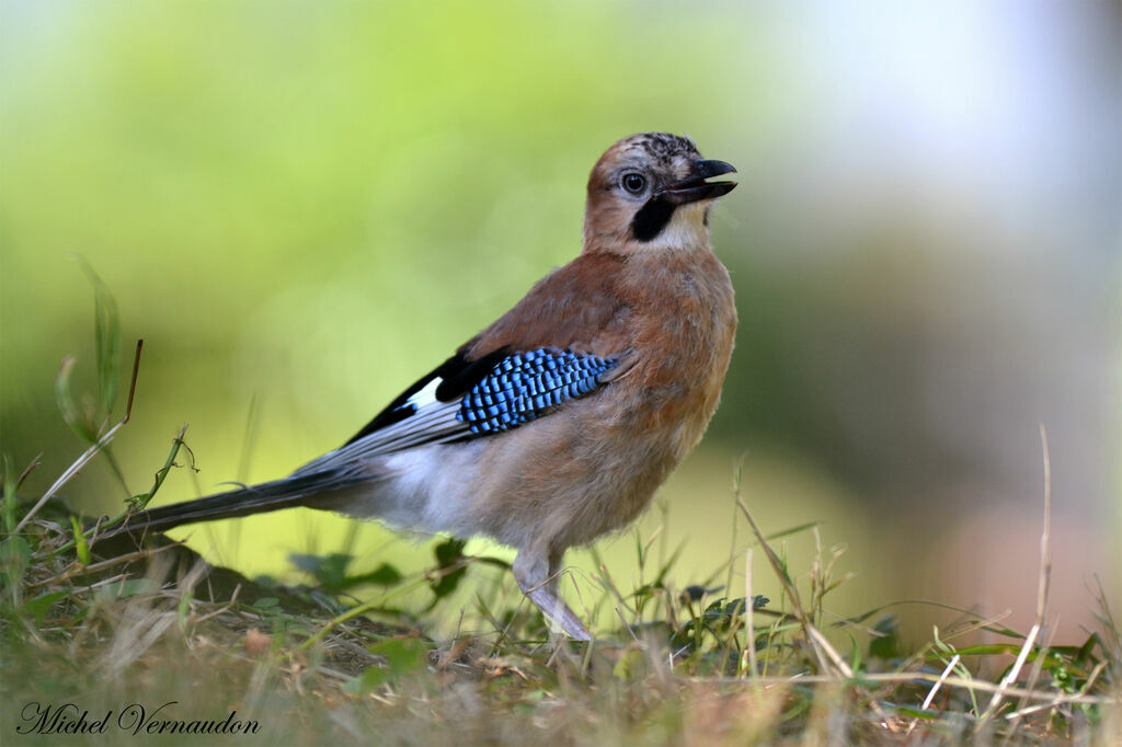 Eurasian Jayadult