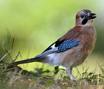 Eurasian Jay