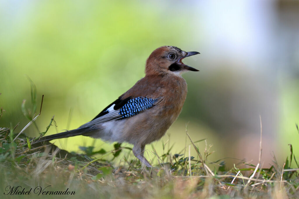 Eurasian Jayadult