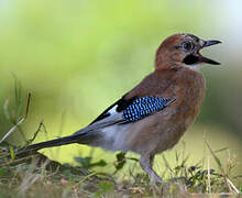 Eurasian Jay