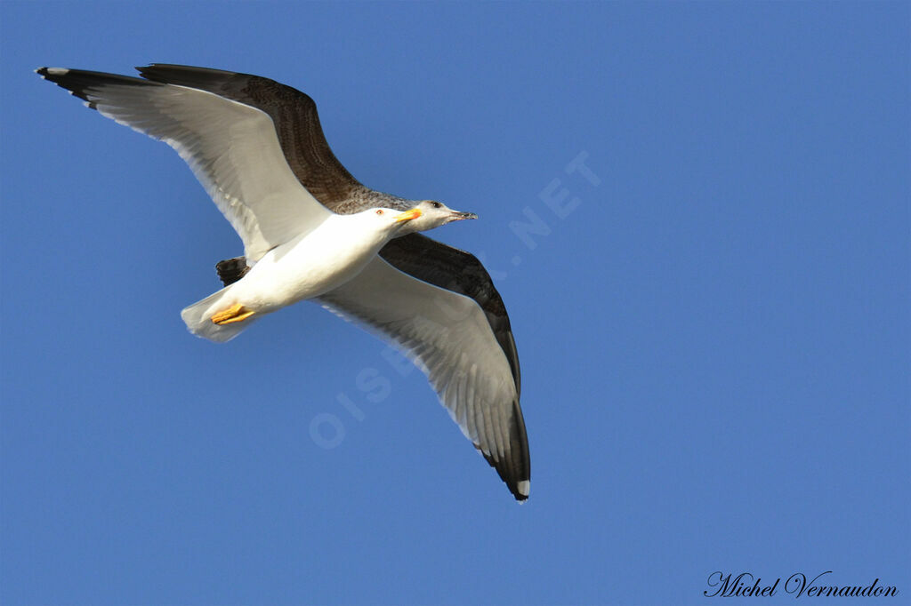 Yellow-legged Gull, Flight