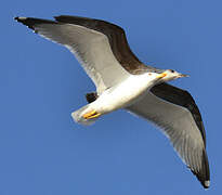 Yellow-legged Gull