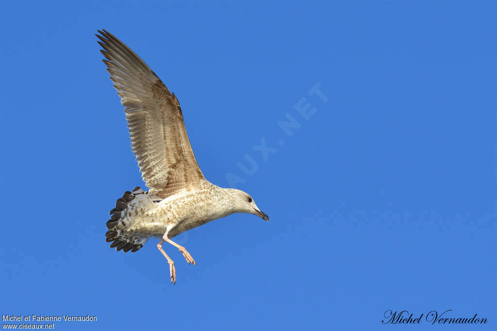 Yellow-legged GullFirst year, Flight