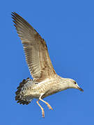 Yellow-legged Gull