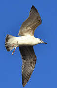 Yellow-legged Gull