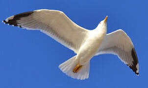 Yellow-legged Gull