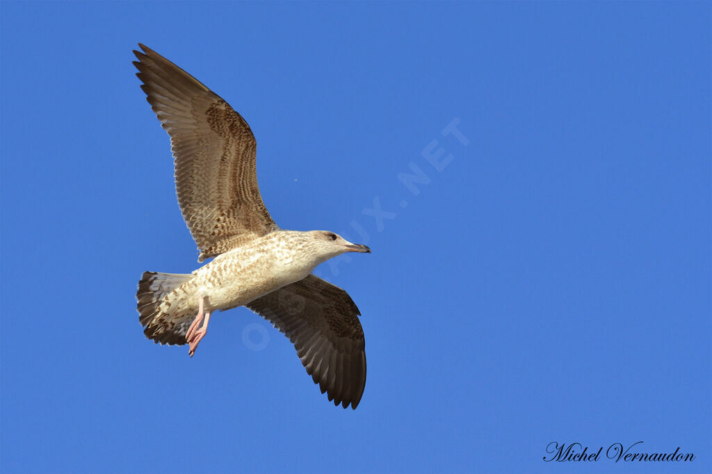 Yellow-legged Gulljuvenile, Flight