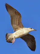 Yellow-legged Gull