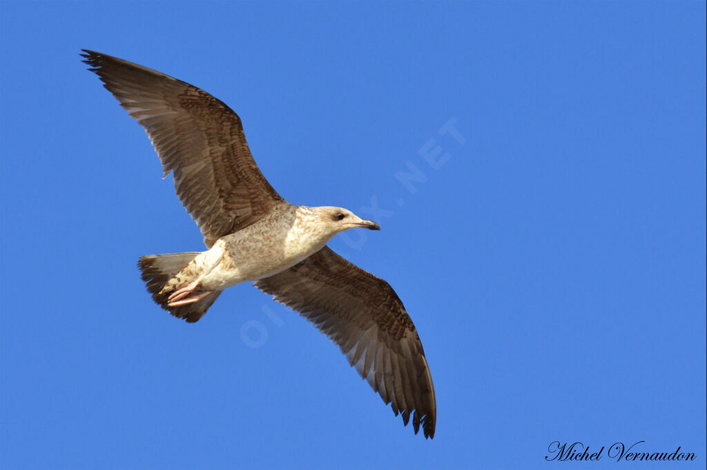 Yellow-legged Gulljuvenile, Flight