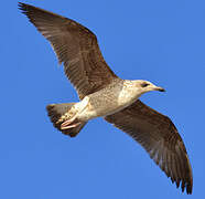 Yellow-legged Gull