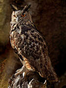 Eurasian Eagle-Owl