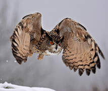 Eurasian Eagle-Owl