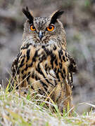 Eurasian Eagle-Owl