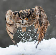 Eurasian Eagle-Owl