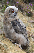 Eurasian Eagle-Owl