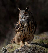 Eurasian Eagle-Owl