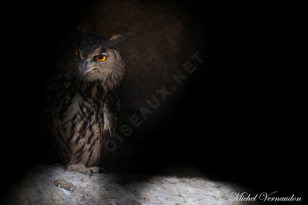 Eurasian Eagle-Owl