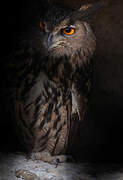 Eurasian Eagle-Owl