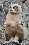 Eurasian Eagle-Owl