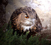 Eurasian Eagle-Owl