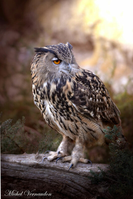 Eurasian Eagle-Owladult