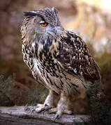 Eurasian Eagle-Owl