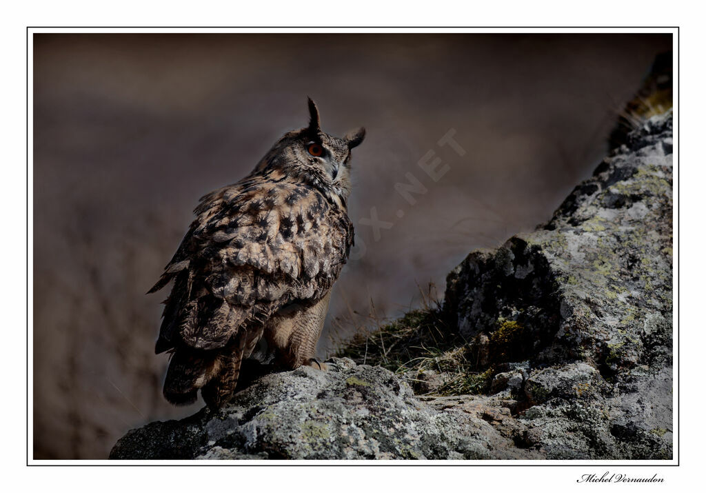 Eurasian Eagle-Owl