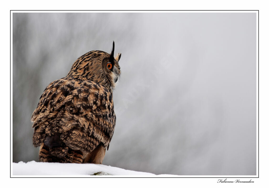 Eurasian Eagle-Owl