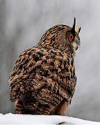 Eurasian Eagle-Owl