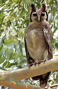 Verreaux's Eagle-Owl