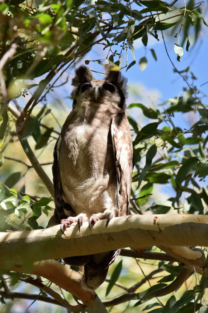 Verreaux's Eagle-Owl