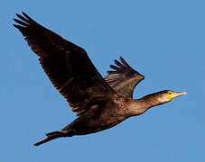 Great Cormorant