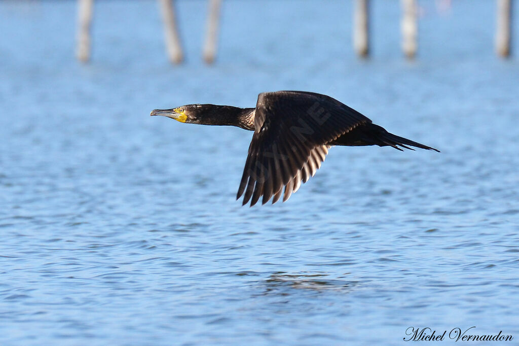 Great Cormorantadult