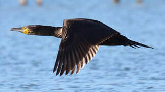 Great Cormorant