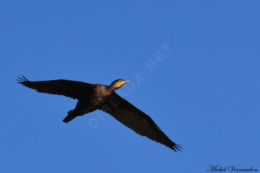 Grand Cormoranadulte