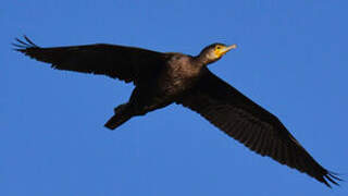 Great Cormorant