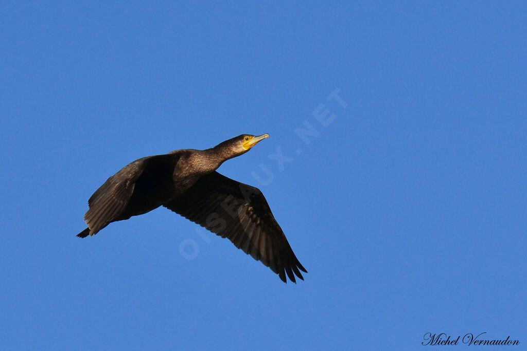 Grand Cormoranadulte