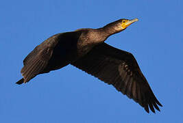 Great Cormorant